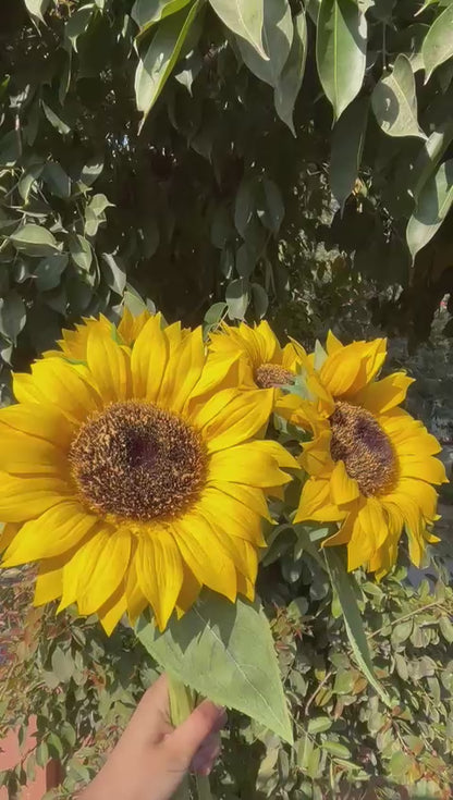Sunshine Bloom Real Touch Sunflowers - ZouqShoq